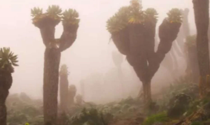 Tanaman yang Penuh Misteri dan Hanya Ditemukan di Lereng Gunung Kilimanjaro post thumbnail image