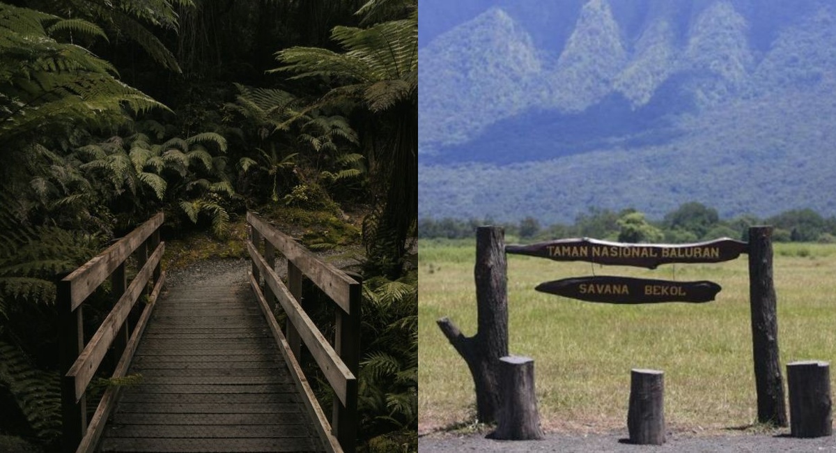 Baluran yang Tersembunyi: Misteri dan Aura Angker di Ujung Jawa Timur post thumbnail image